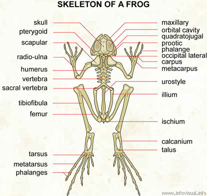 Skeleton of a frog (Visual Dictionary) - Didactalia: material educativo