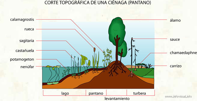 Pantano (Diccionario visual)