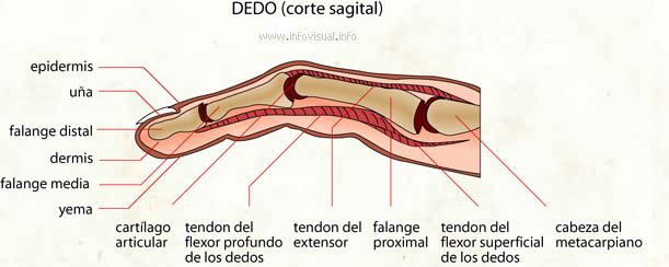 Dedo (Diccionario visual)
