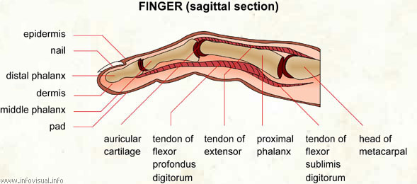 Finger  (Visual Dictionary)
