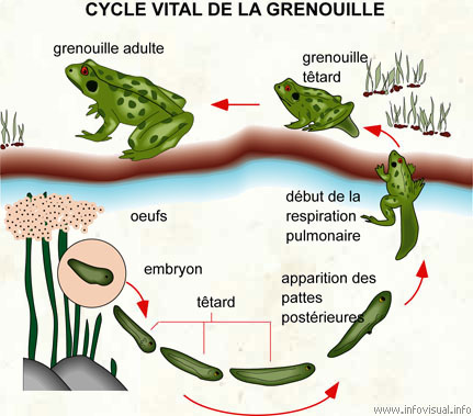 Cycle Vital De La Grenouille Dictionnaire Visuel Profuturo Resources