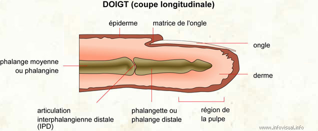 Doigt (coupe longitudinale) (Dictionnaire Visuel)