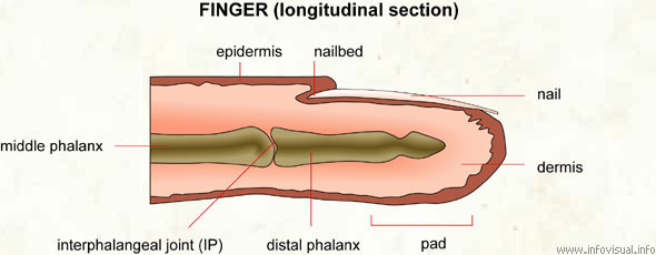 Finger (longitudinal section)  (Visual Dictionary)