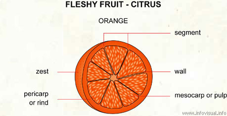 Citrus  (Visual Dictionary)
