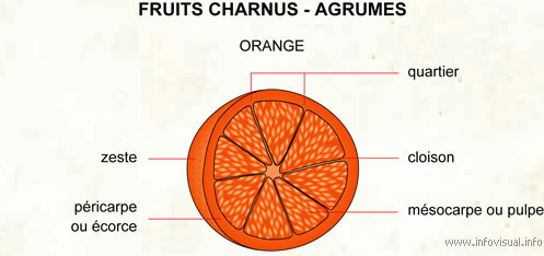 Agrumes (Dictionnaire Visuel)