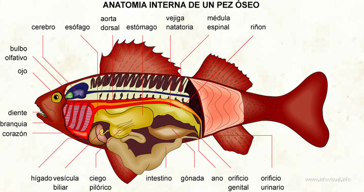Anatomia interna de un pez óseo (Diccionario visual)