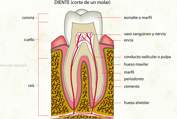 Diente (Diccionario visual)
