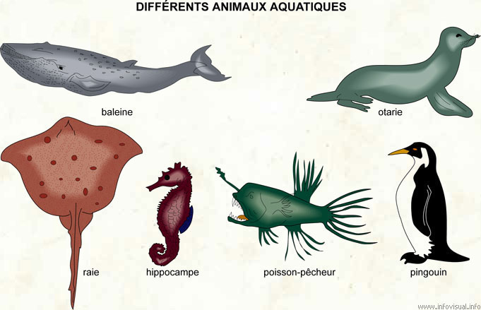 Animaux Aquatiques Dictionnaire Visuel Profuturo Resources