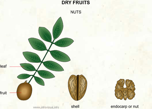 Nuts  (Visual Dictionary)