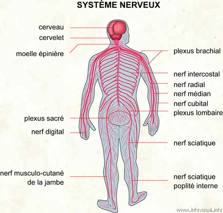 Système nerveux (Dictionnaire Visuel)