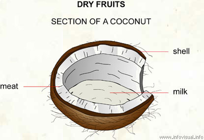 Coconut  (Visual Dictionary)