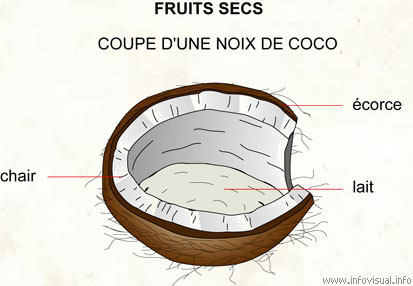 Noix de coco (Dictionnaire Visuel)