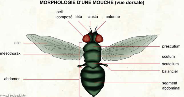 Morphologie d'une mouche (vue dorsale) (Dictionnaire Visuel)