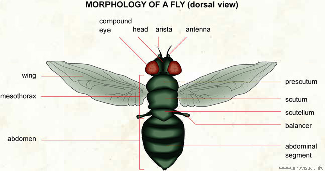 Morphology of a fly (dorsal)  (Visual Dictionary)