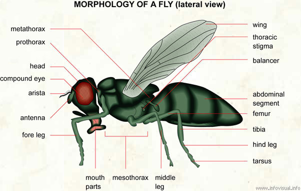 Fly  (Visual Dictionary)