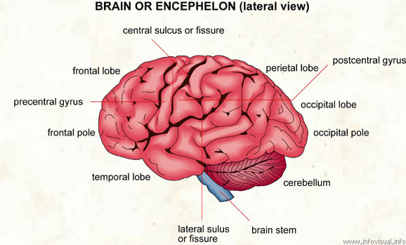 Brain  (Visual Dictionary)