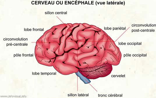 Cerveau (Dictionnaire Visuel)