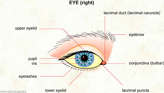 Eye  (Visual Dictionary)