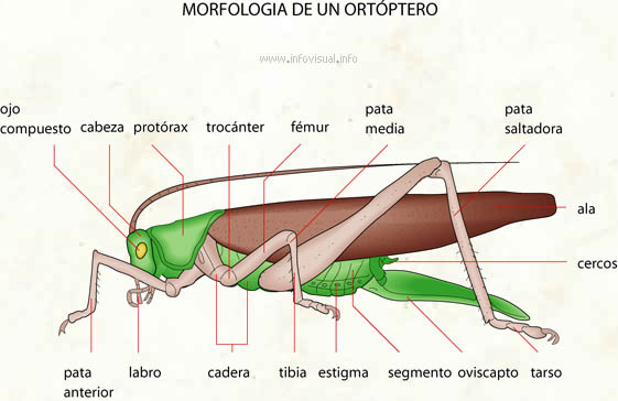 Ortóptero (Diccionario visual)