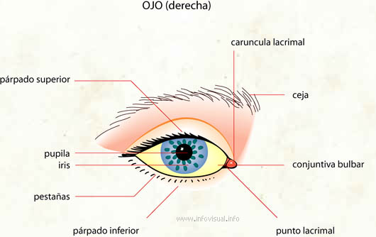 Ojo (Diccionario visual)