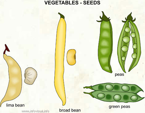 Vegetables - seeds (2)  (Visual Dictionary)