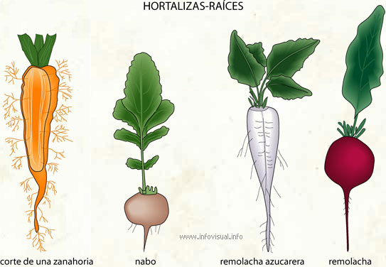 Hortalizas-raíces (Diccionario visual)