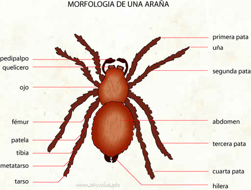 Araña (Diccionario visual)