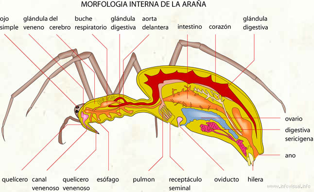 Morfologia interna de la araña (Diccionario visual)