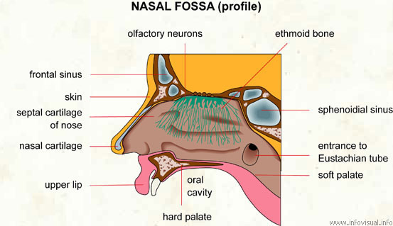 Nasal fossa  (Visual Dictionary)