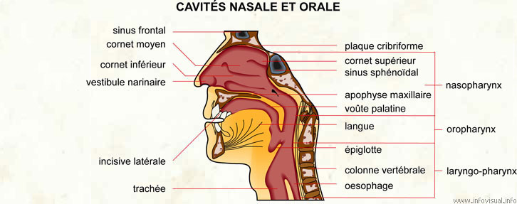 Cavités nasale et orale (Dictionnaire Visuel)