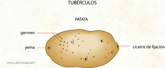 Tubérculos (Diccionario visual)