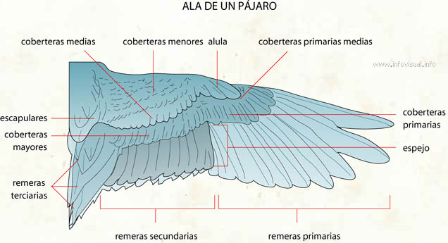 Ala de un pájaro (Diccionario visual)