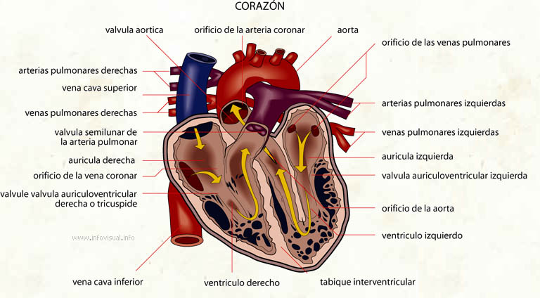 Corazón (Diccionario visual)