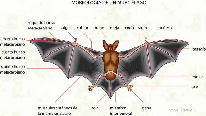 Murciélago (Diccionario visual)