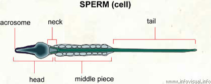 Sperm  (Visual Dictionary)