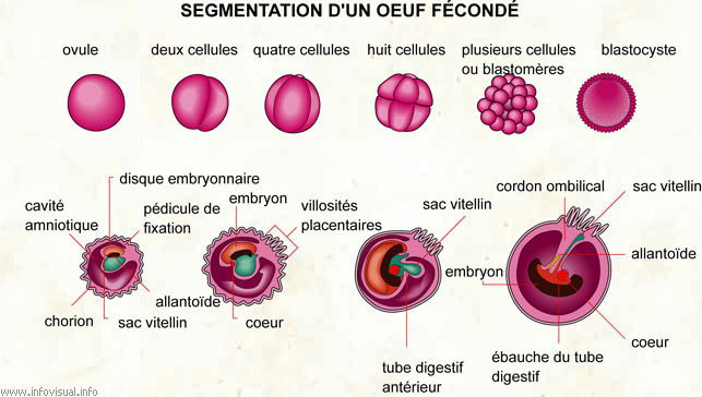 Segmentation d'un oeuf fécondé (Dictionnaire Visuel)