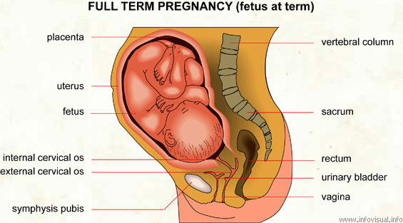 Pregnancy  (Visual Dictionary)